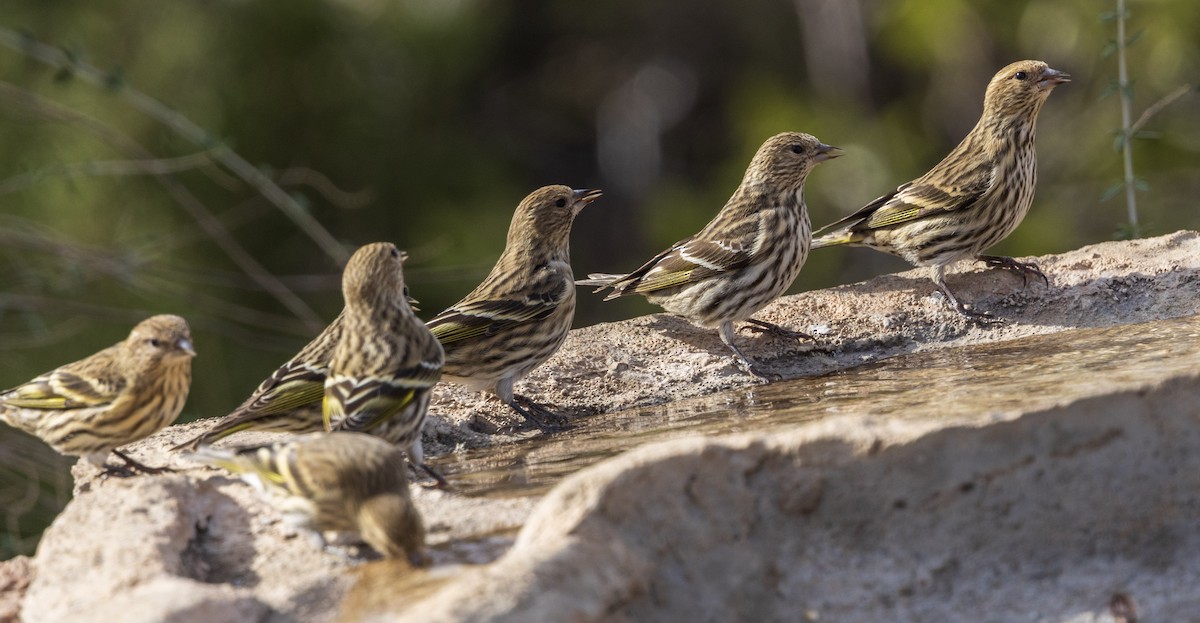 Pine Siskin - ML646343112