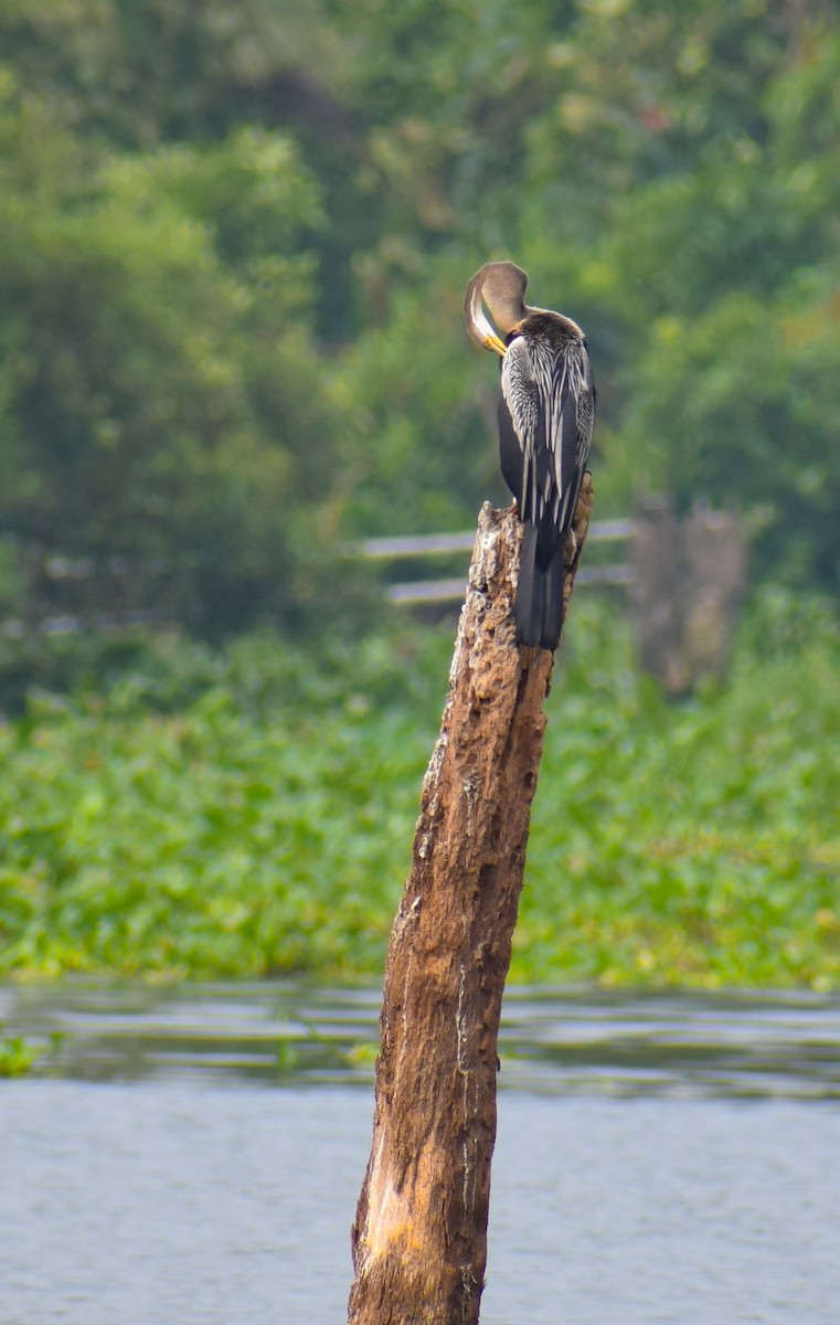 Orient-Schlangenhalsvogel - ML646343114