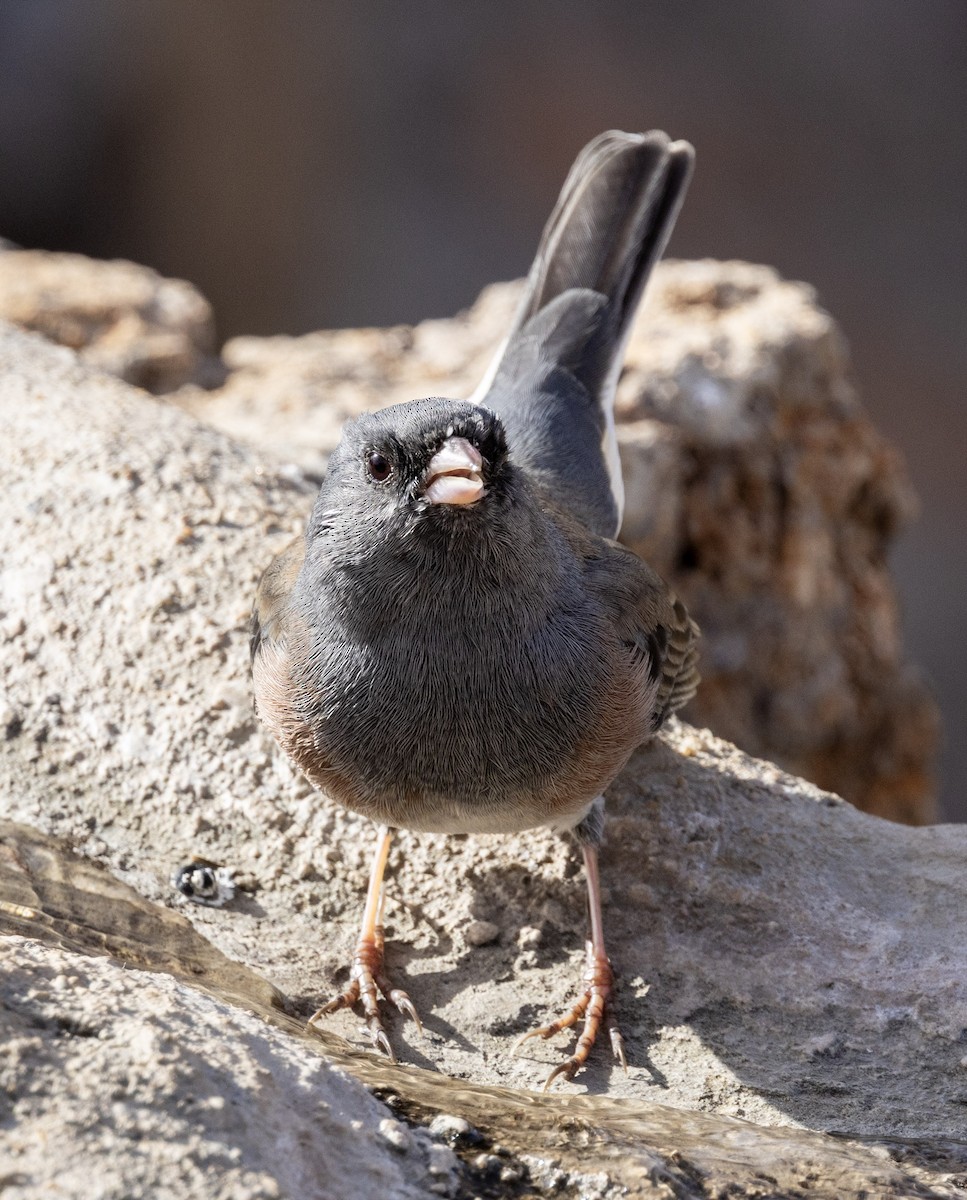 Dark-eyed Junco - ML646343119