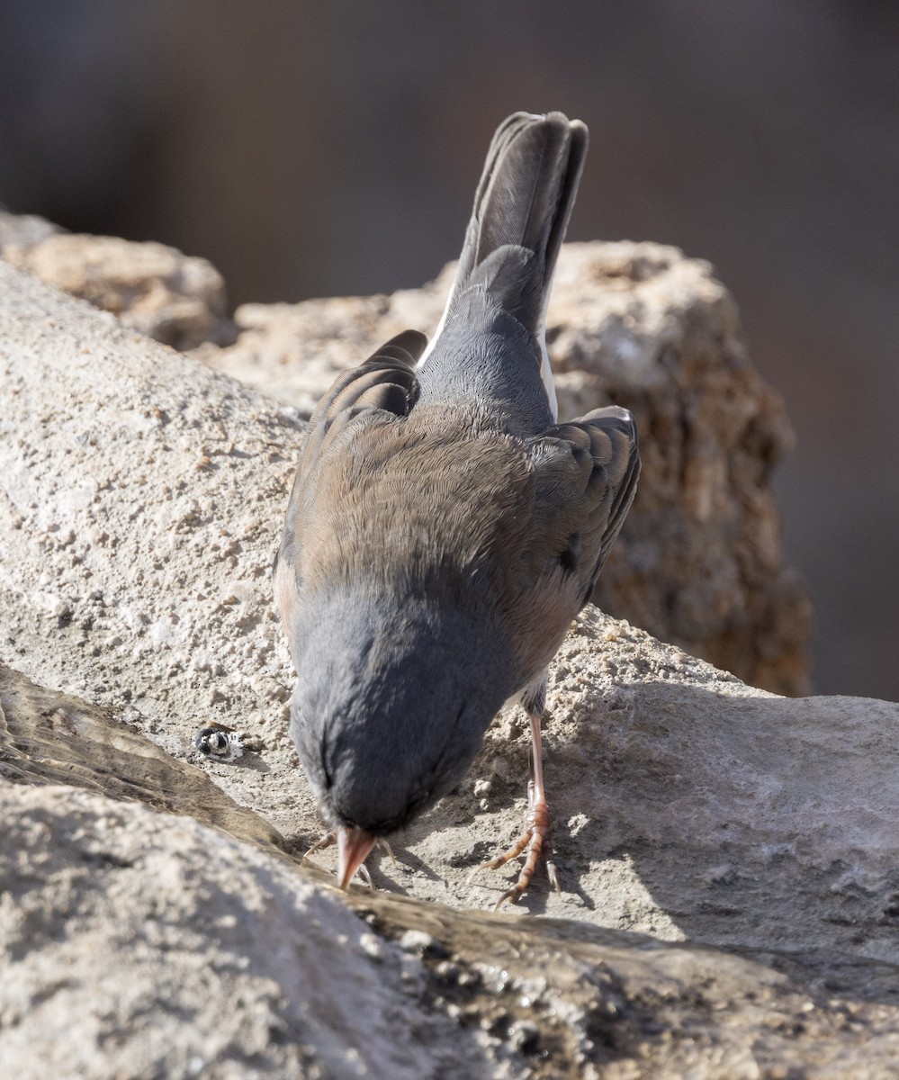 Dark-eyed Junco - ML646343120