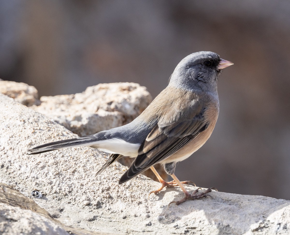 Dark-eyed Junco - ML646343121