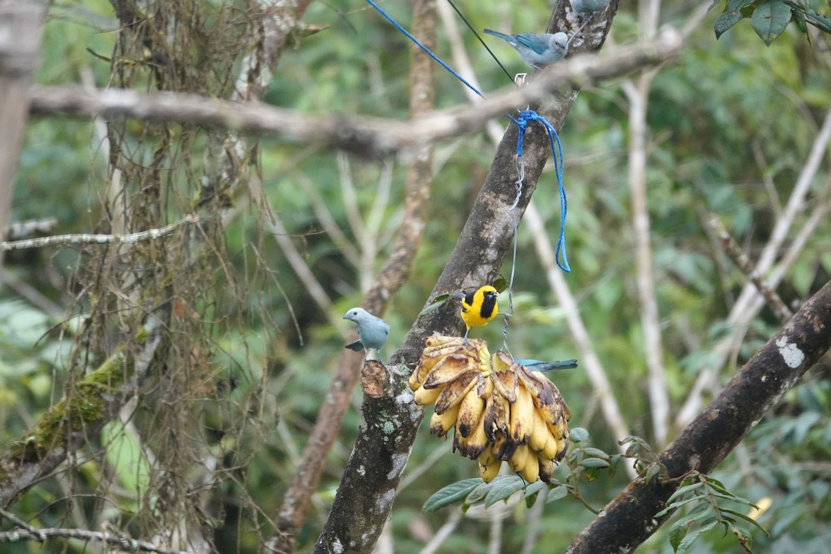 Yellow-tailed Oriole - ML646343123