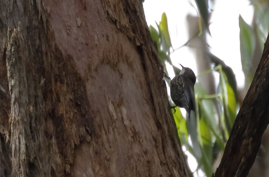 lezčík bělohrdlý - ML646343128