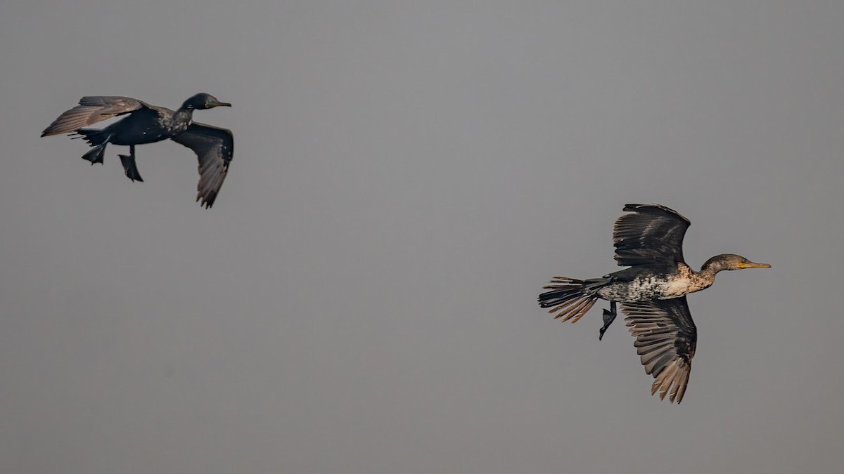 Indian Cormorant - ML646343130