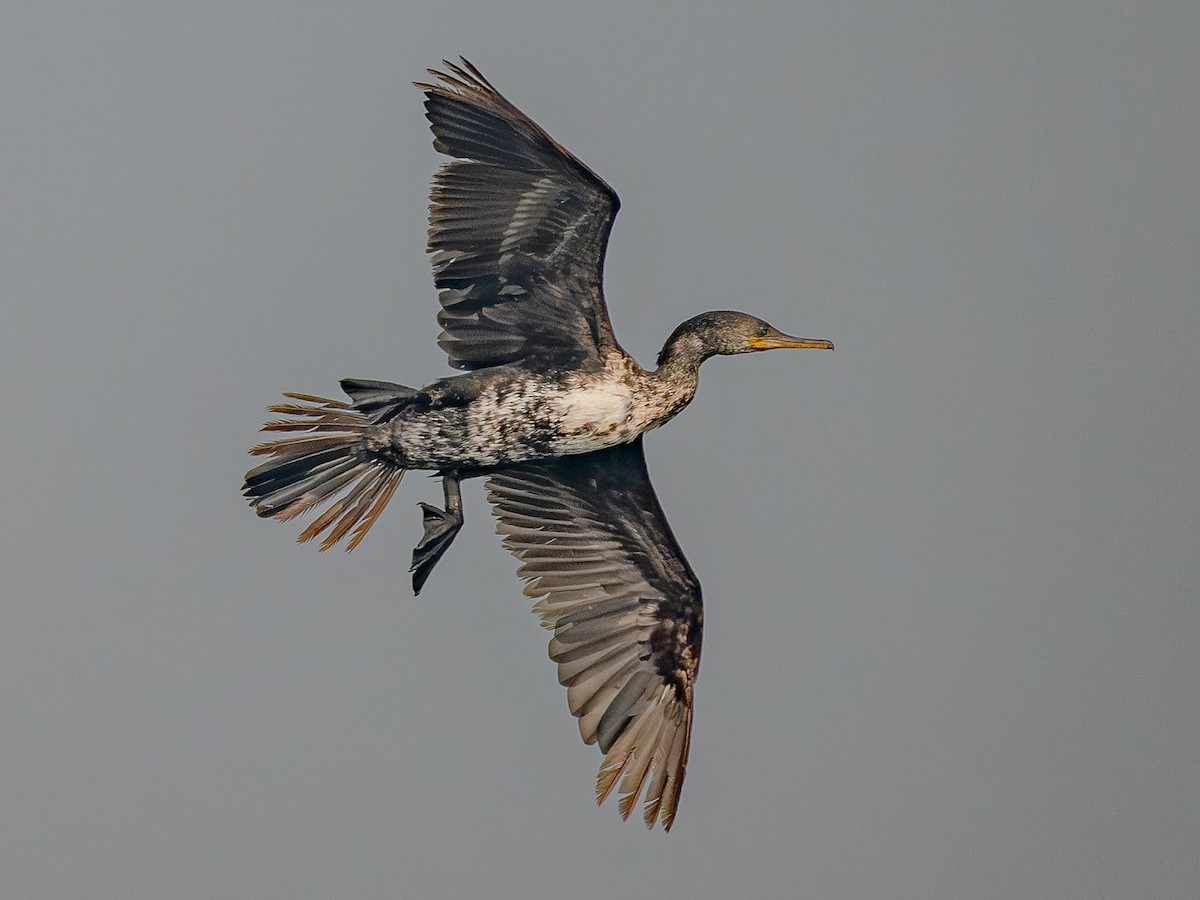 Indian Cormorant - ML646343131