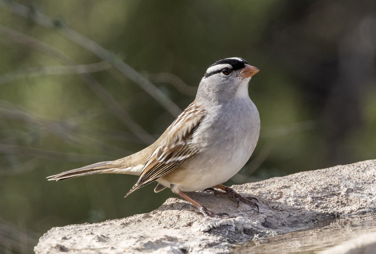 Белобровая овсянка - ML646343132