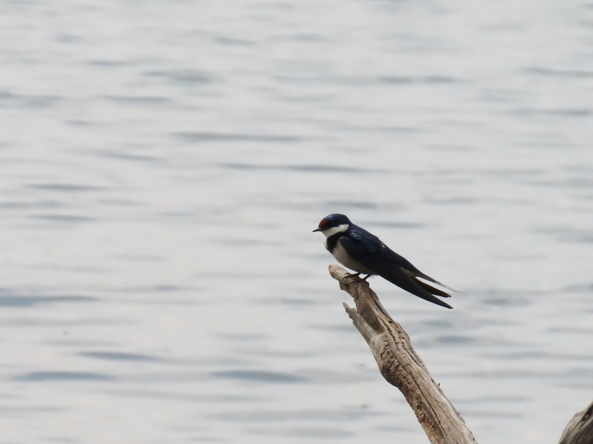 White-throated Swallow - ML646343133