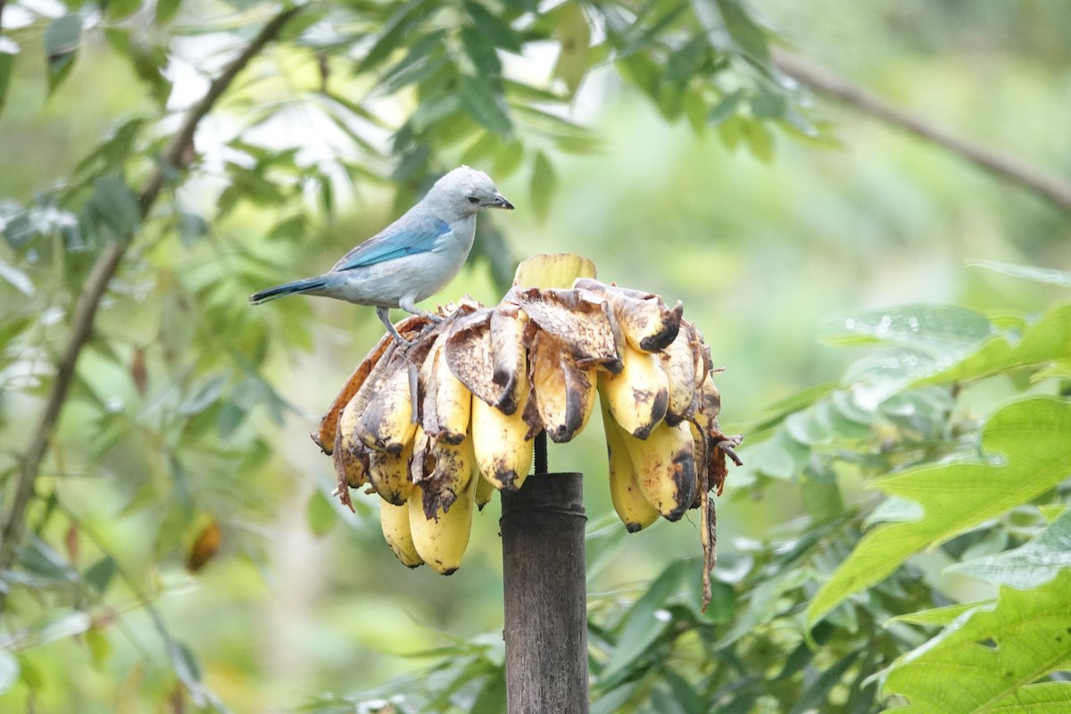 Blue-gray Tanager - ML646343134