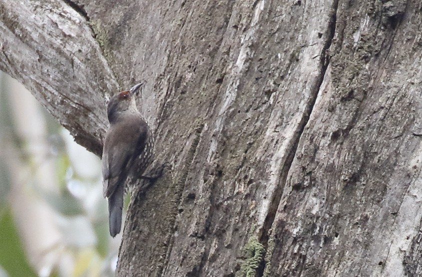 Red-browed Treecreeper - ML646343136