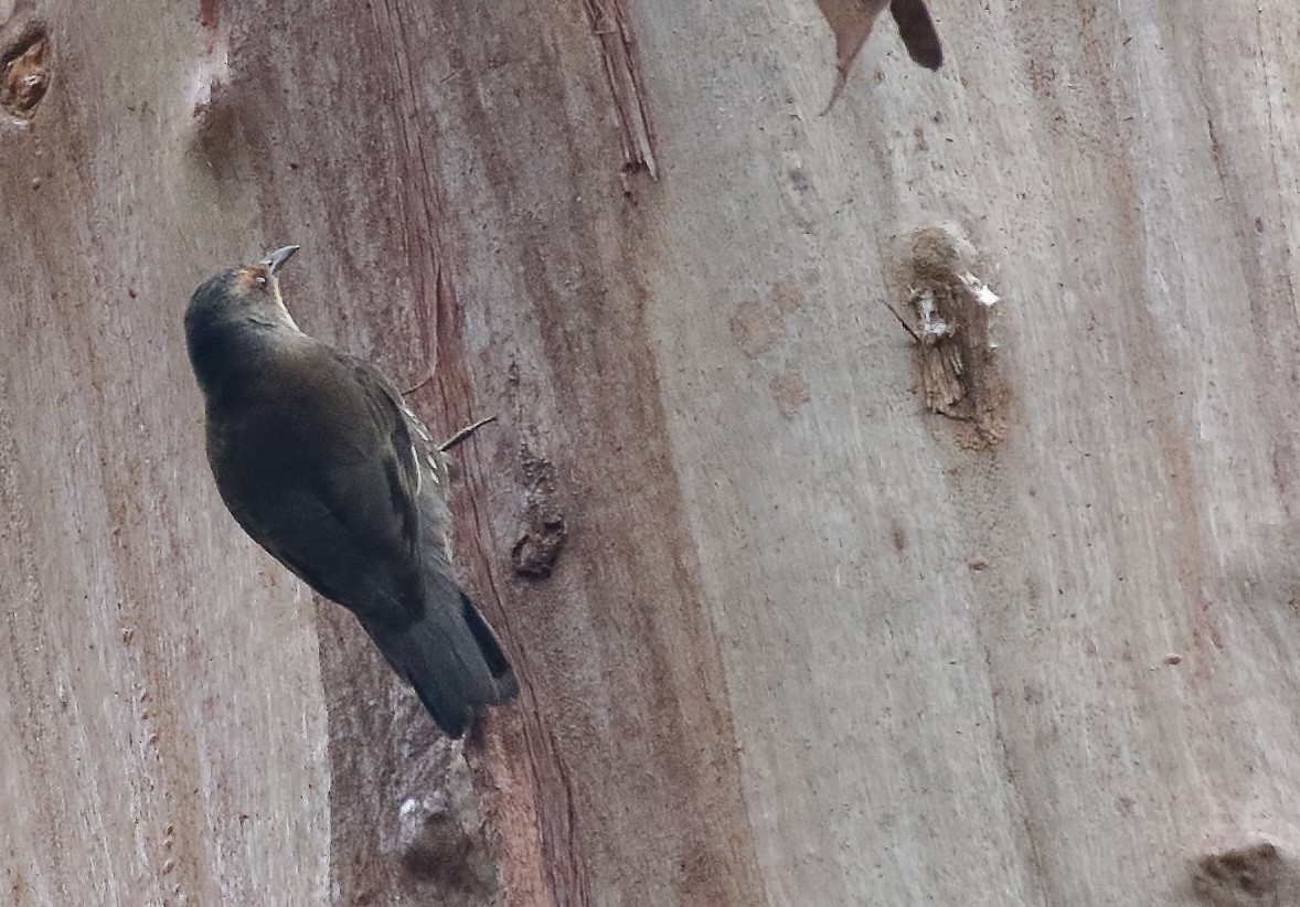 Red-browed Treecreeper - ML646343137
