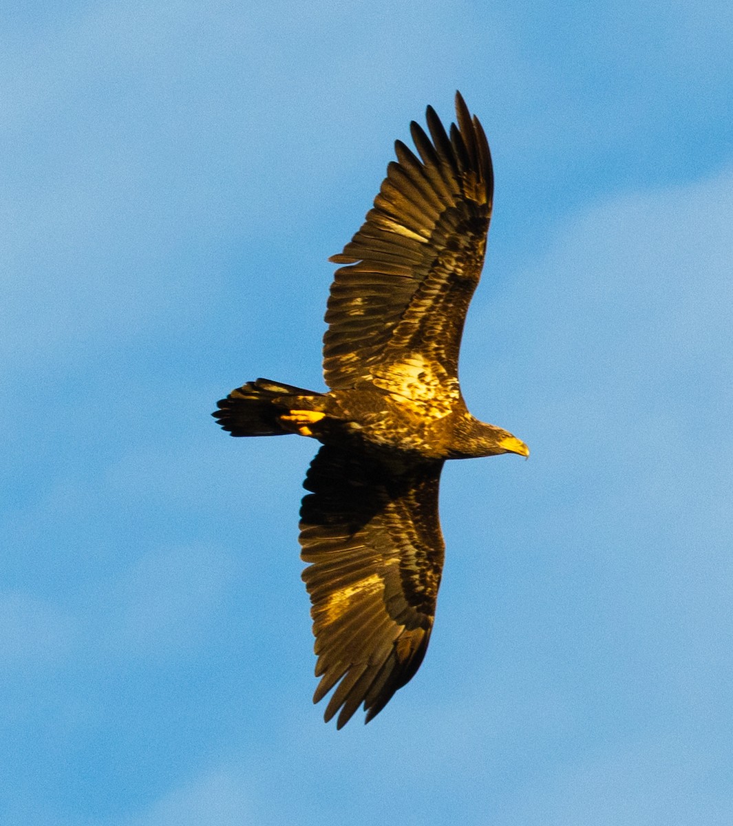Bald Eagle - ML646343139