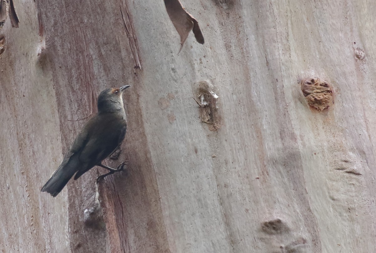 Red-browed Treecreeper - ML646343140