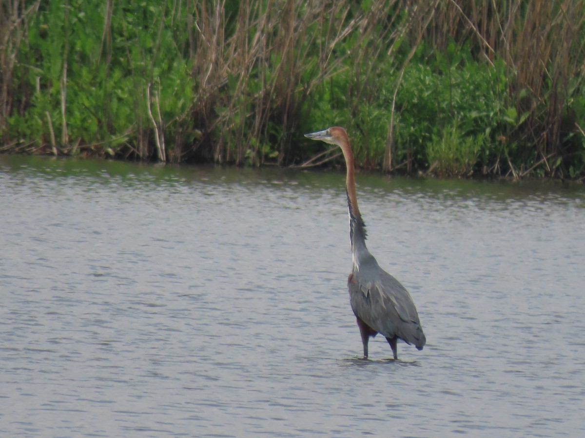 Goliath Heron - ML646343143