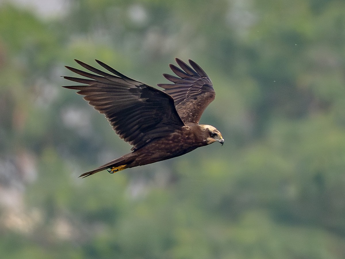 Western Marsh Harrier - ML646343146