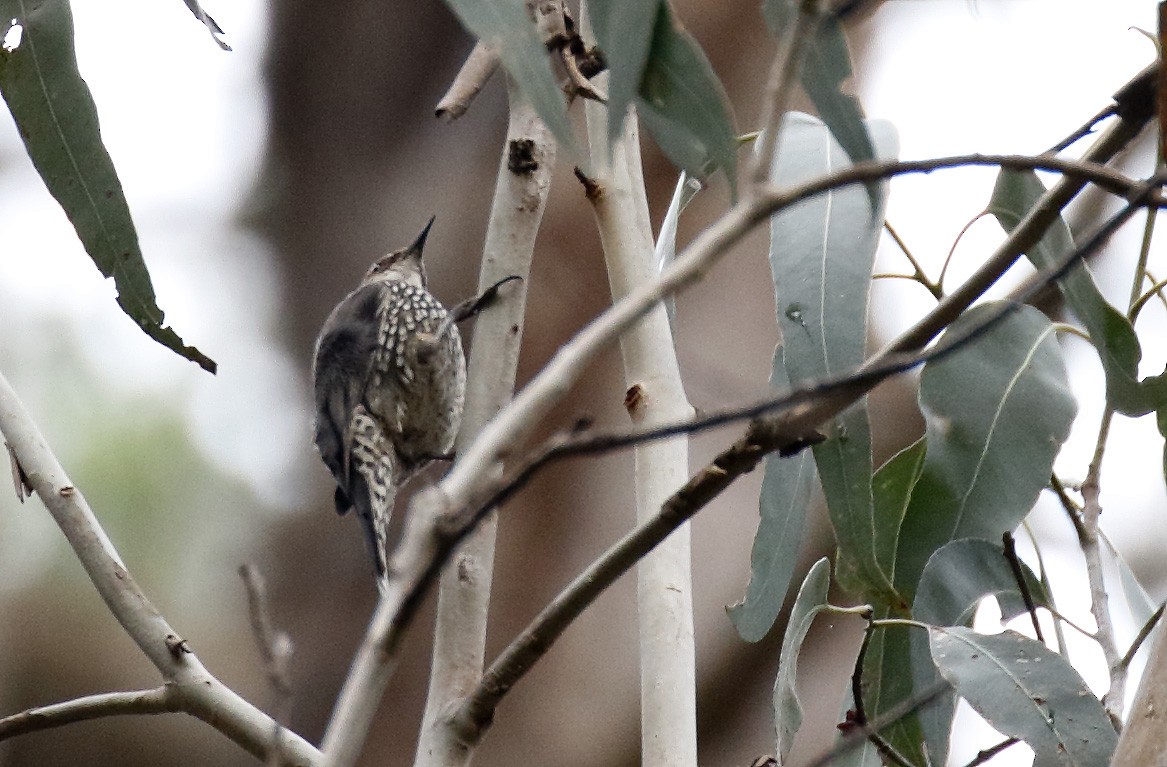 Red-browed Treecreeper - ML646343147