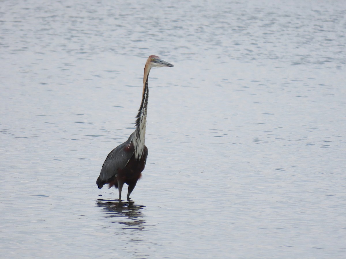 Goliath Heron - ML646343148