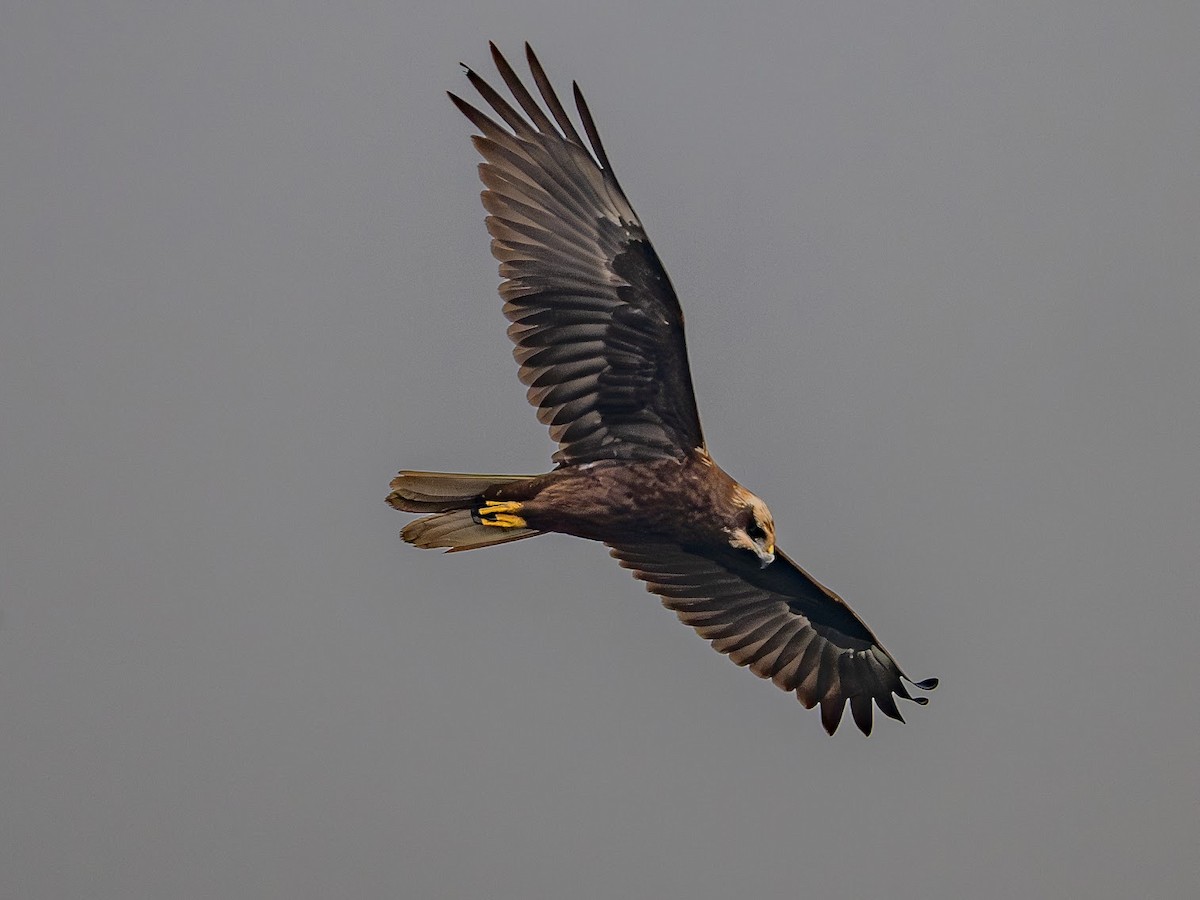 Western Marsh Harrier - ML646343149