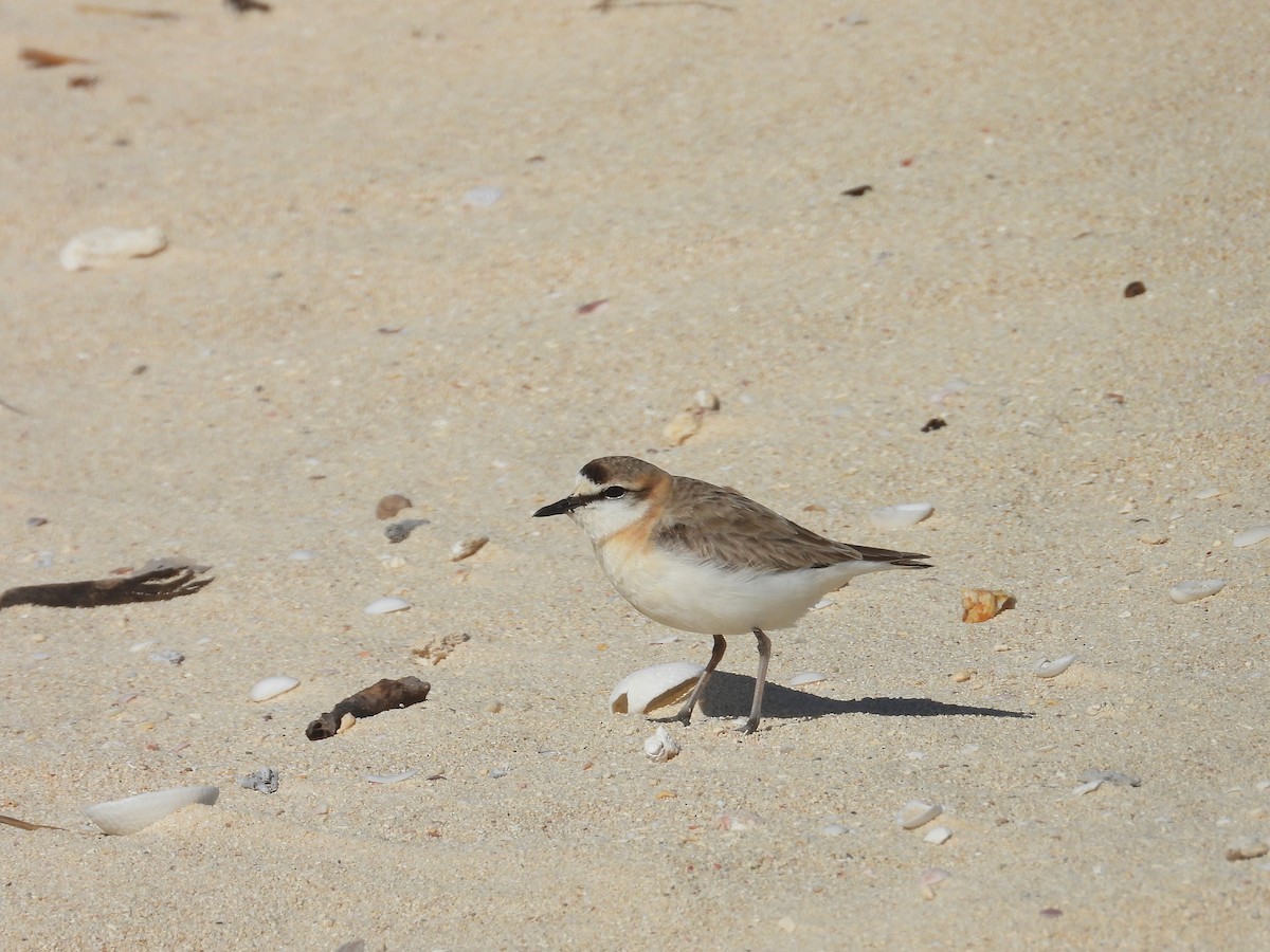 White-fronted Plover - ML646343160