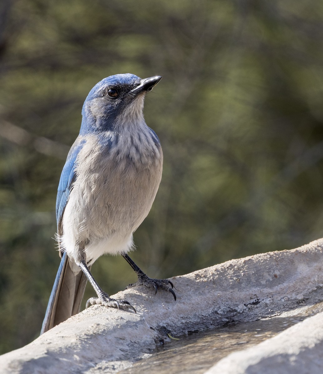 Woodhouse's Scrub-Jay - ML646343161