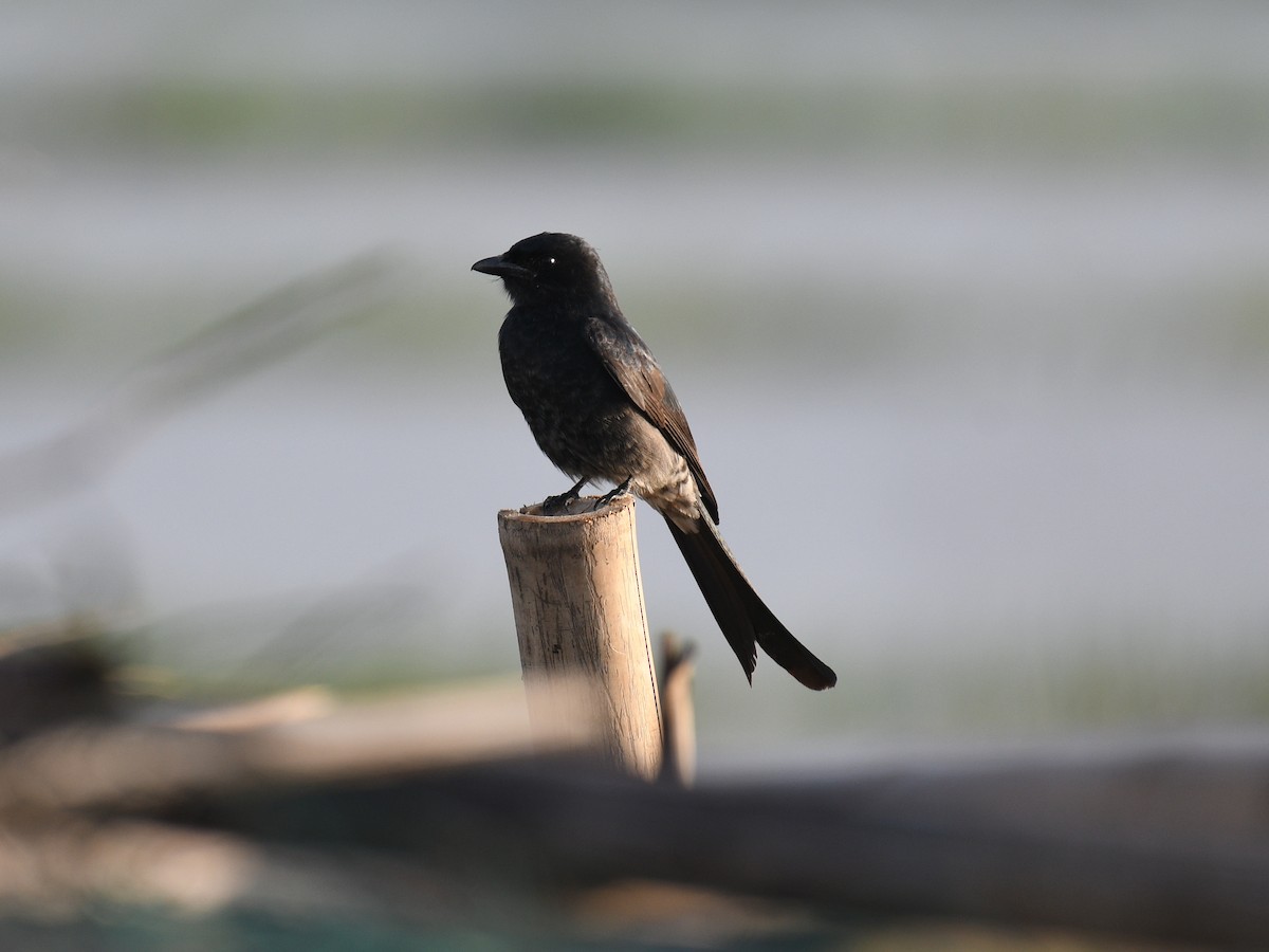 drongo černý - ML646343162