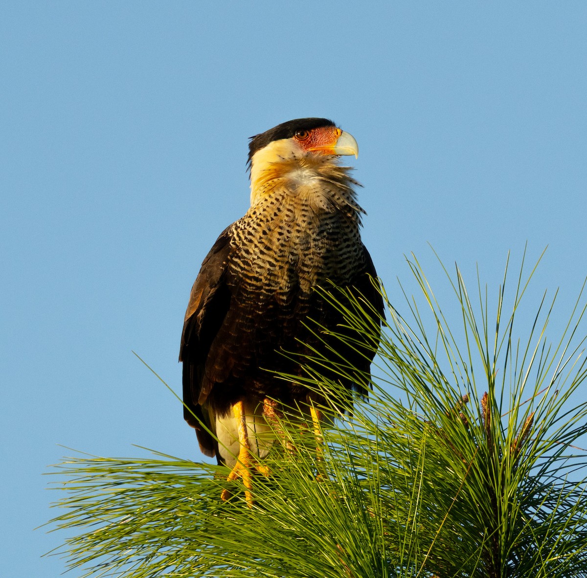 Crested Caracara - ML646343163