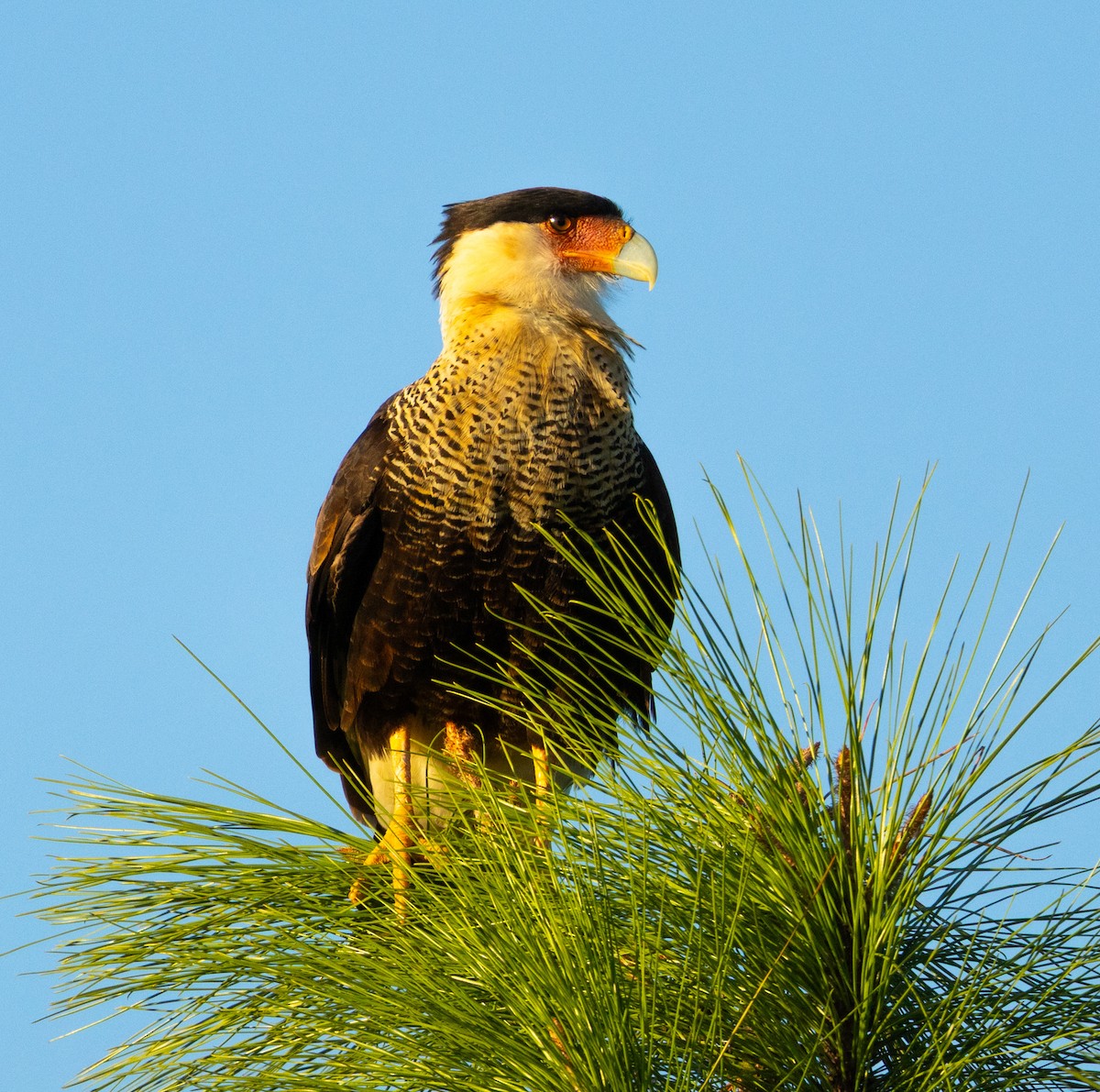 Crested Caracara - ML646343164