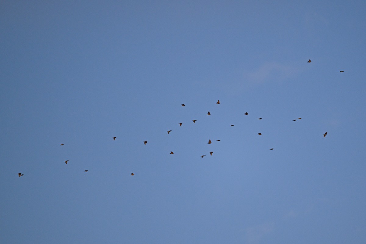 Kızıl Kanatlı Ardıç - ML646343165