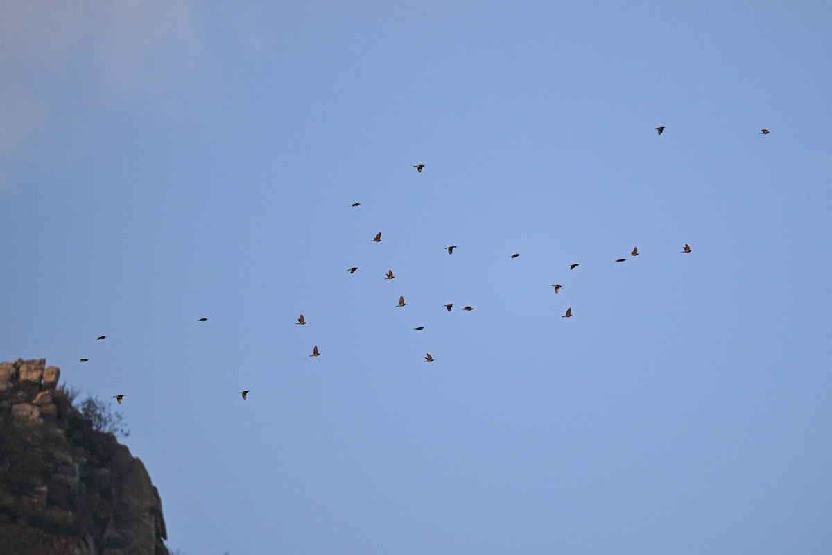 Kızıl Kanatlı Ardıç - ML646343166