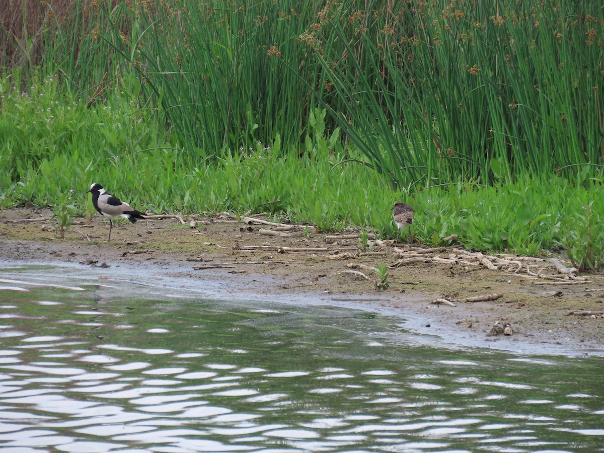 Blacksmith Lapwing - ML646343167