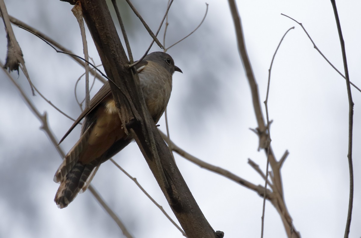 kukačka pokřovní - ML646343168