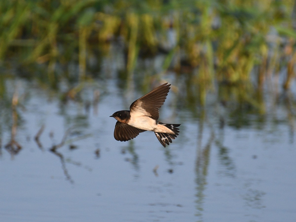 Barn Swallow - ML646343179