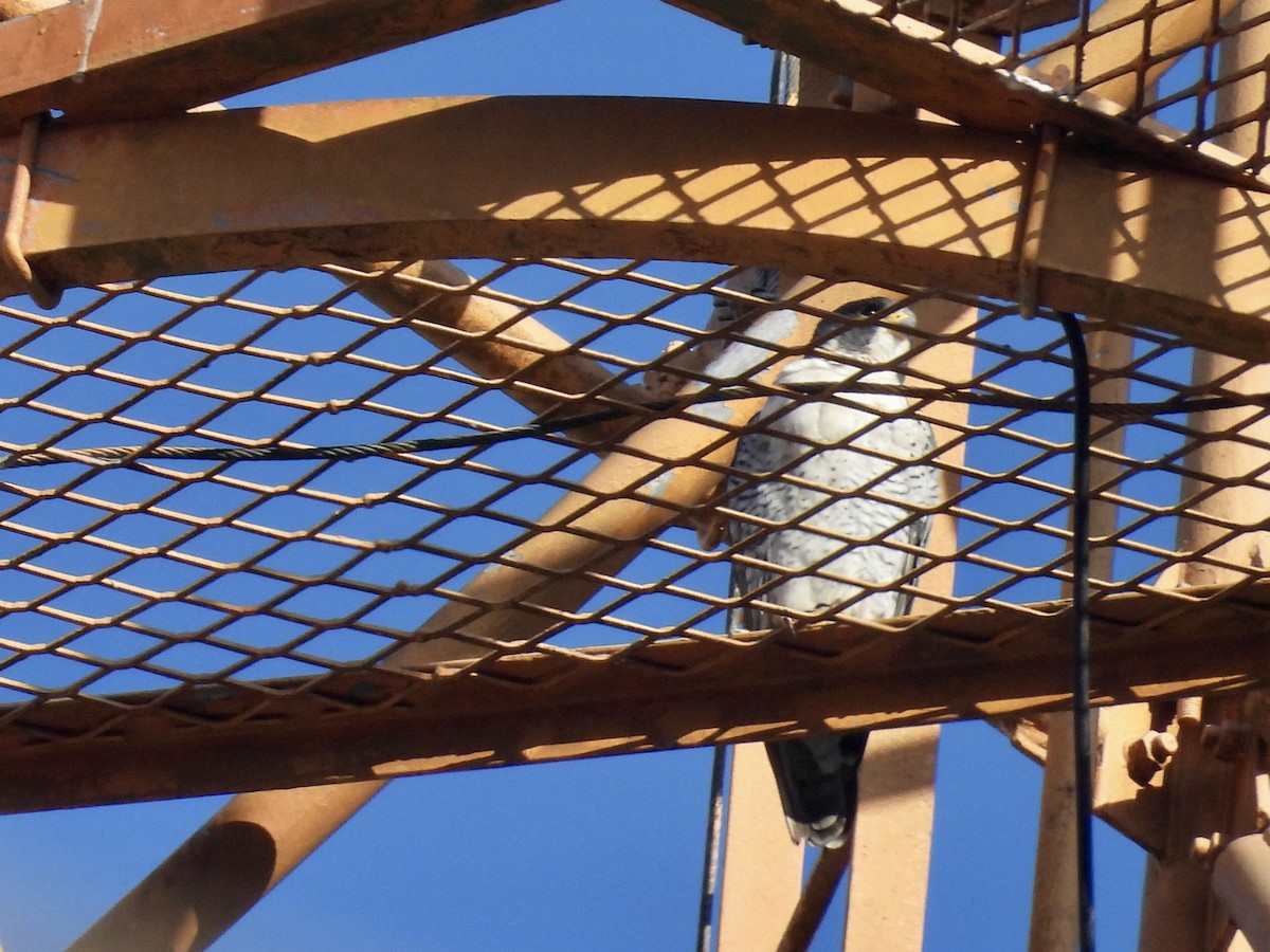 Peregrine Falcon - ML646343180