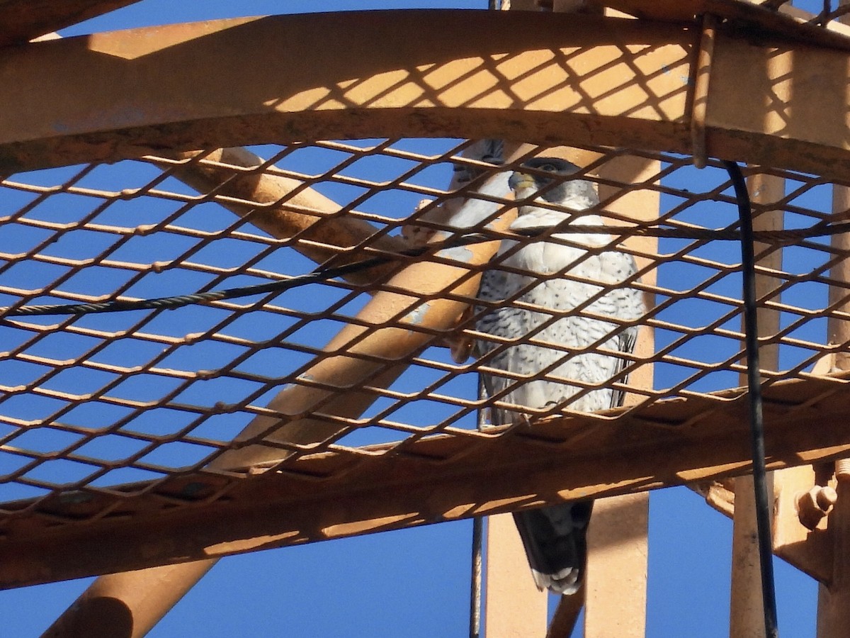 Peregrine Falcon - ML646343181