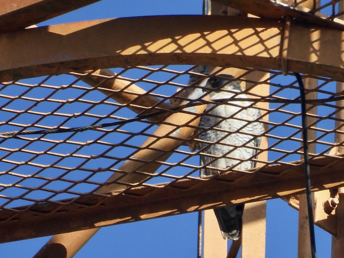 Peregrine Falcon - ML646343182