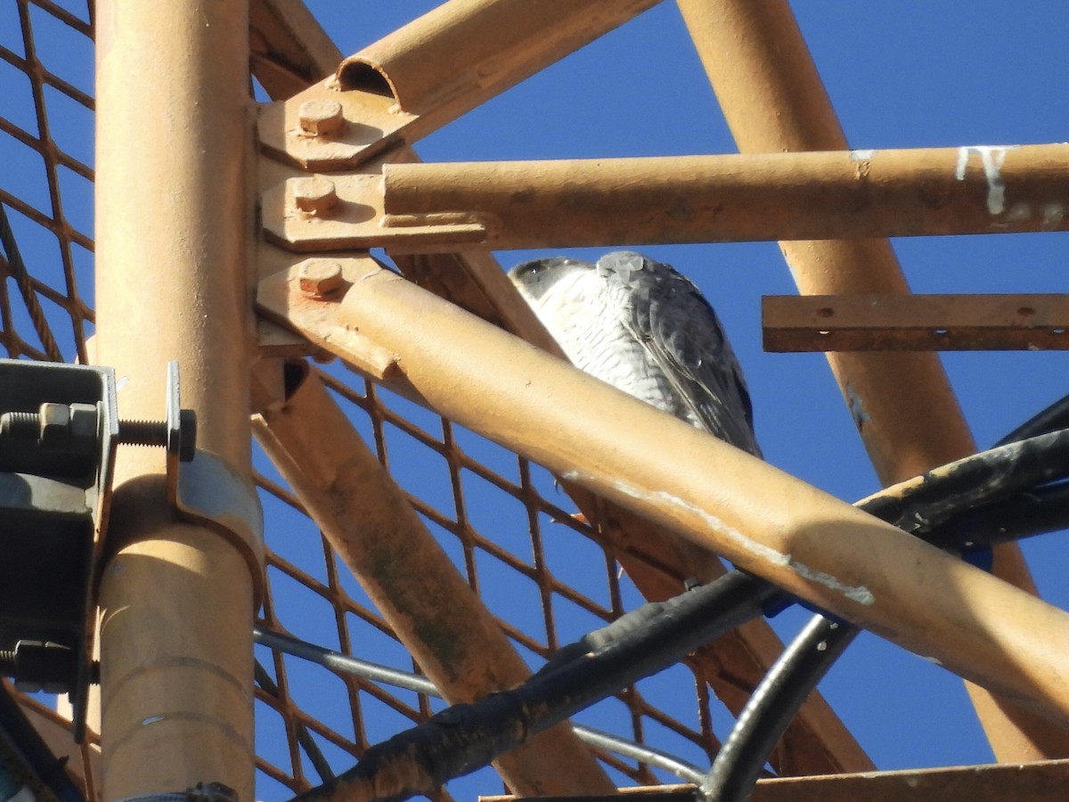 Peregrine Falcon - ML646343183