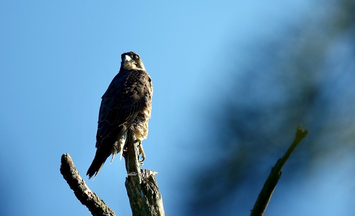 Peregrine Falcon - ML646343184