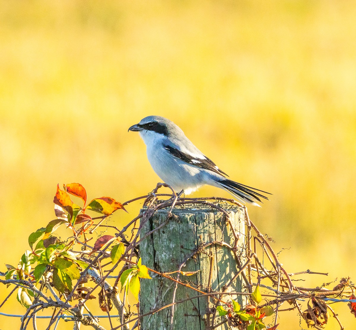 Loggerhead Shrike - ML646343195