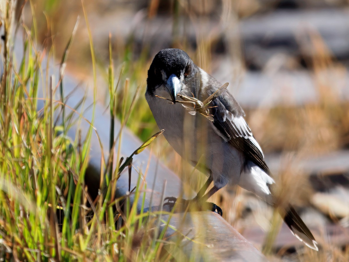Gray Butcherbird - ML646343196