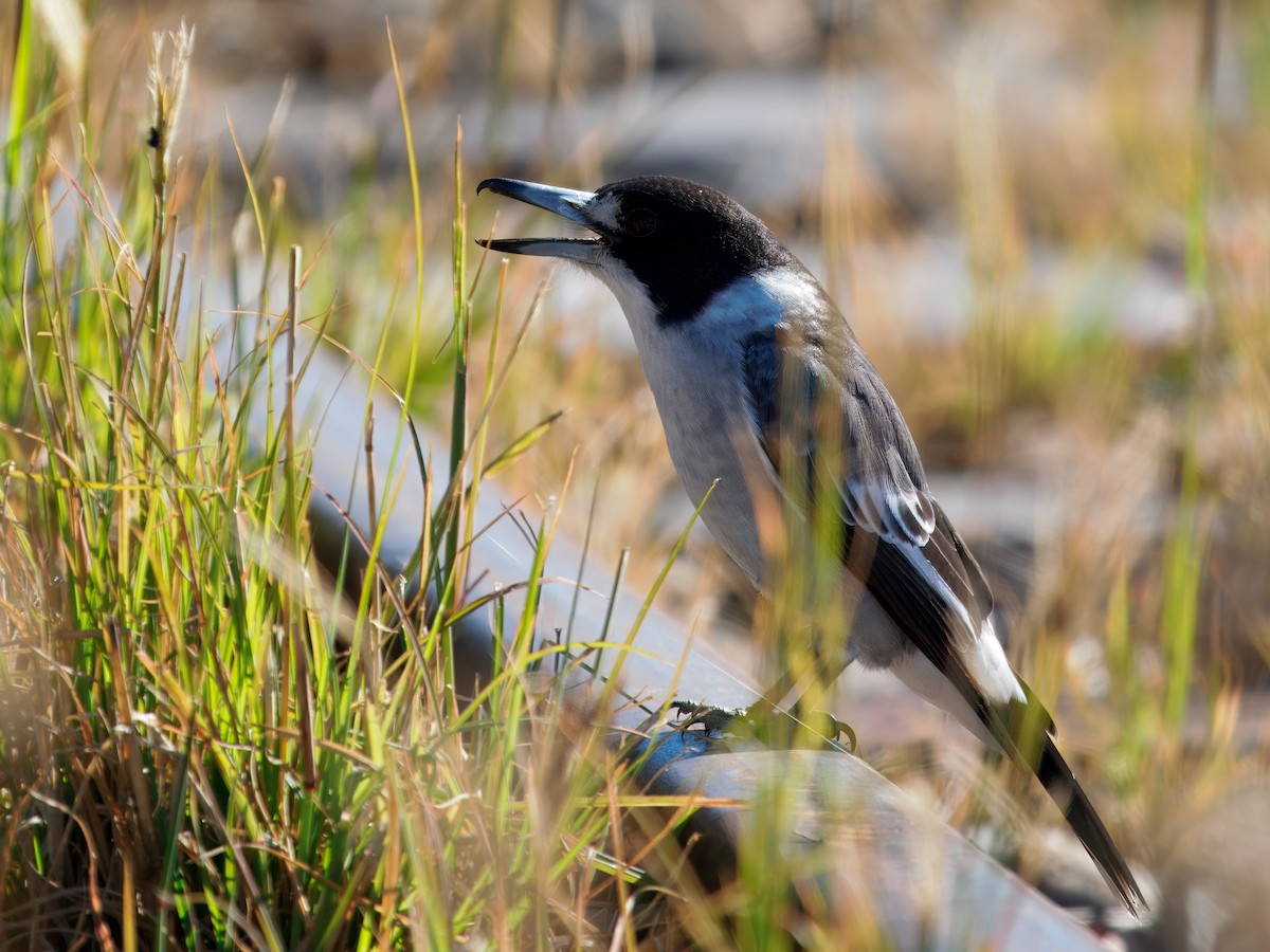Gray Butcherbird - ML646343198