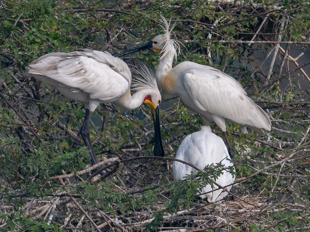 Eurasian Spoonbill - ML646343201