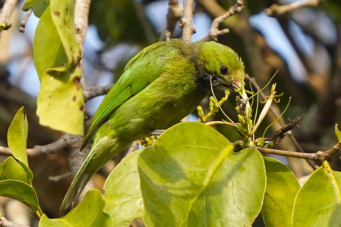 Jerdon's Leafbird - ML646343204