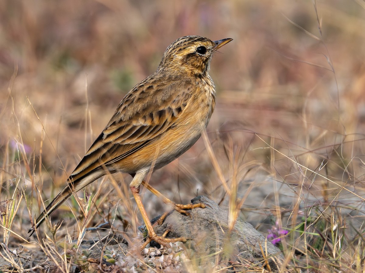 Paddyfield Pipit - ML646343206
