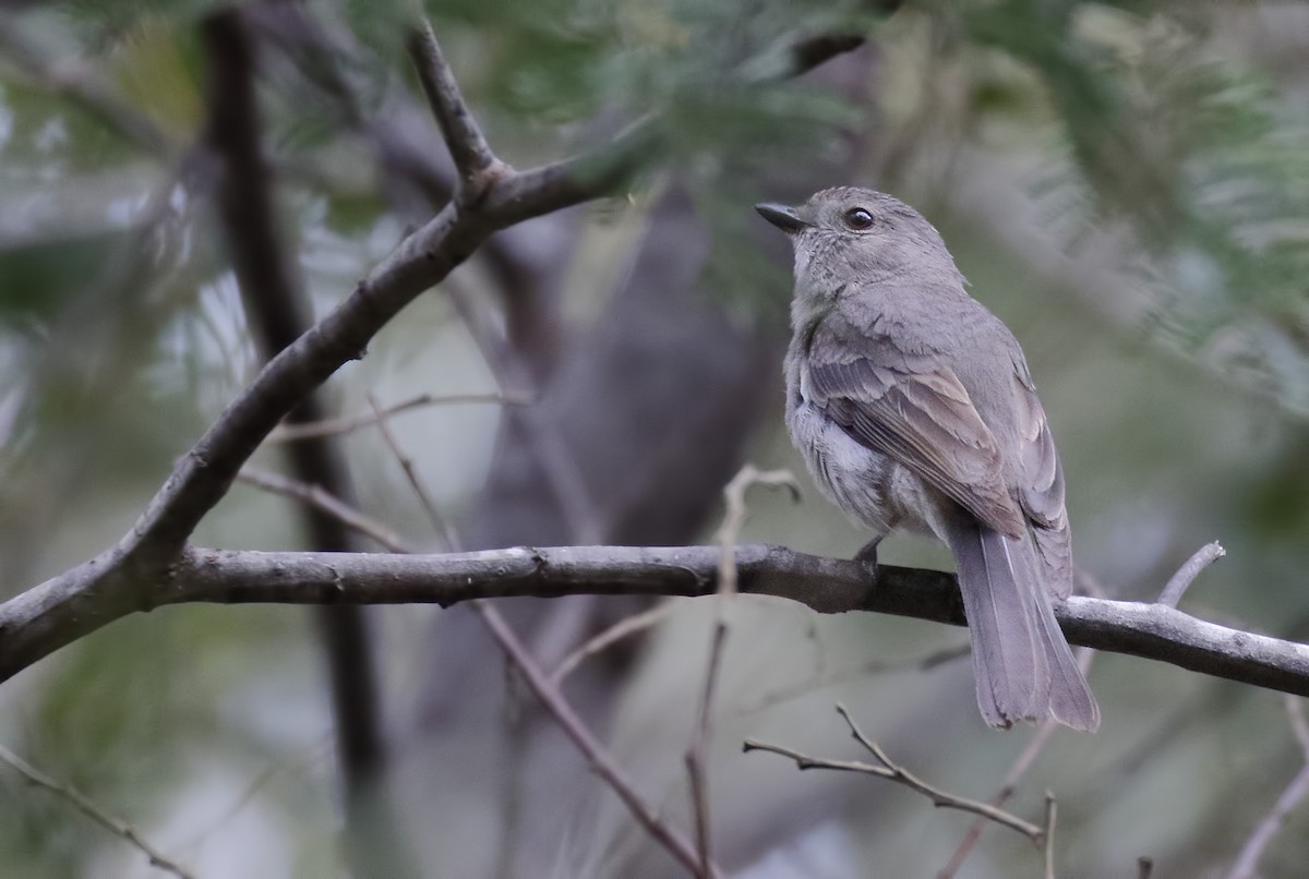Golden Whistler - ML646343207