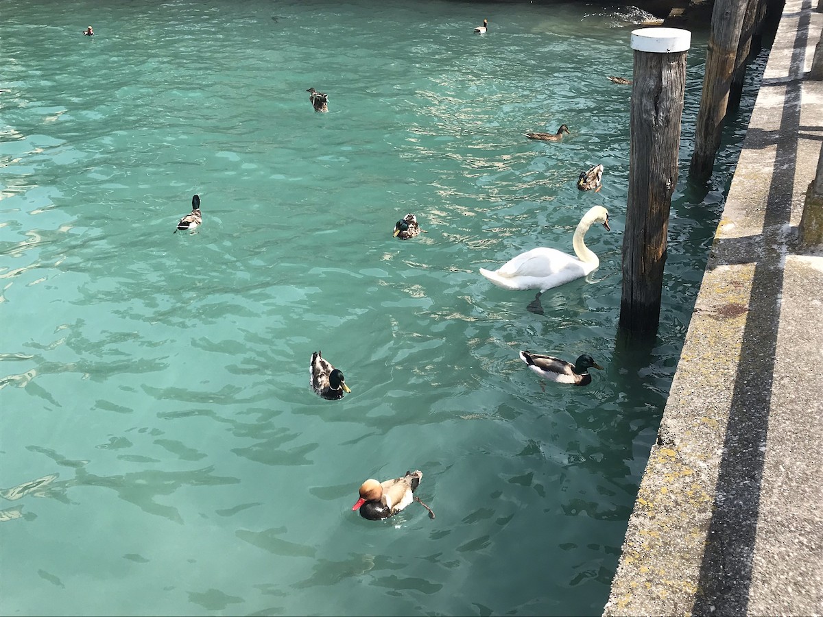 Mallard - ML646343218