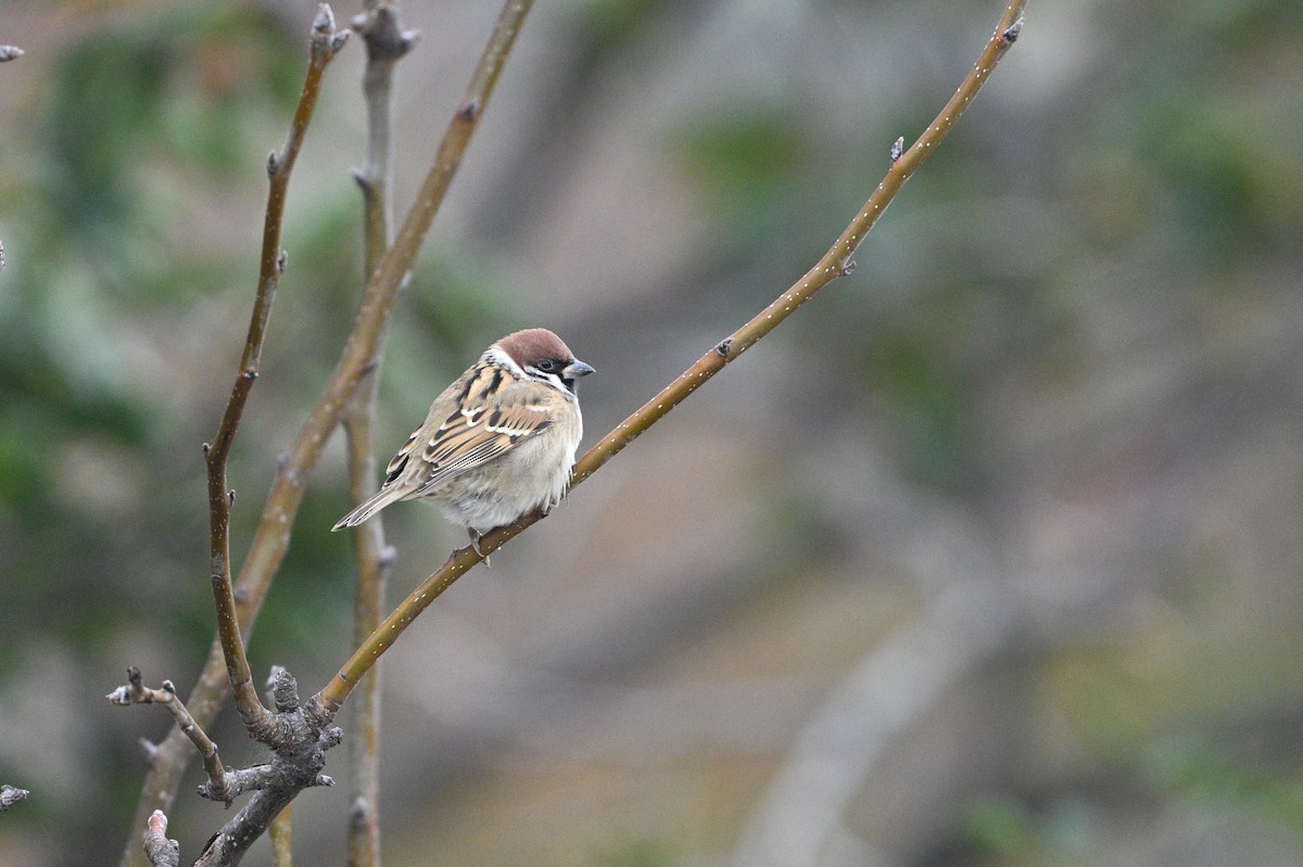 Gorrión Molinero - ML646343219