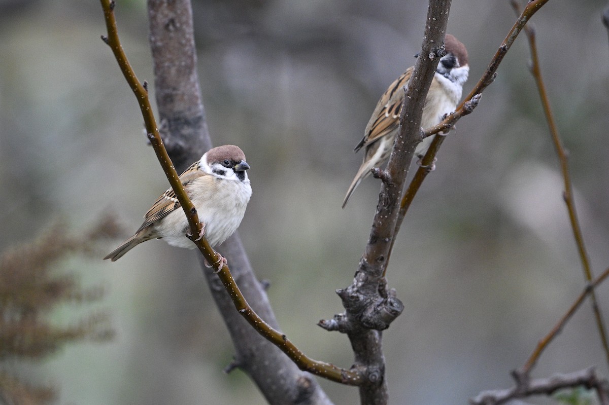 Gorrión Molinero - ML646343220