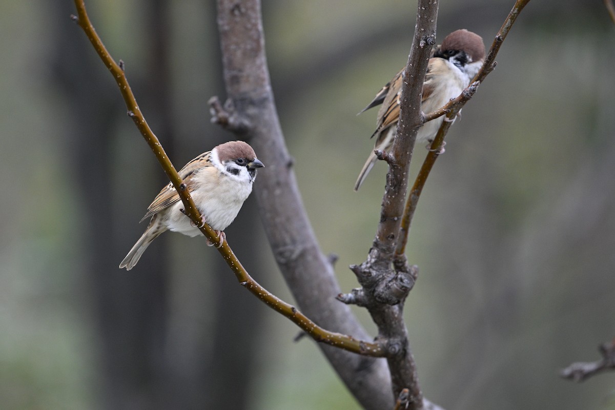 Gorrión Molinero - ML646343222