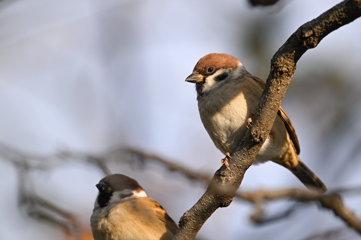 Gorrión Molinero - ML646343223