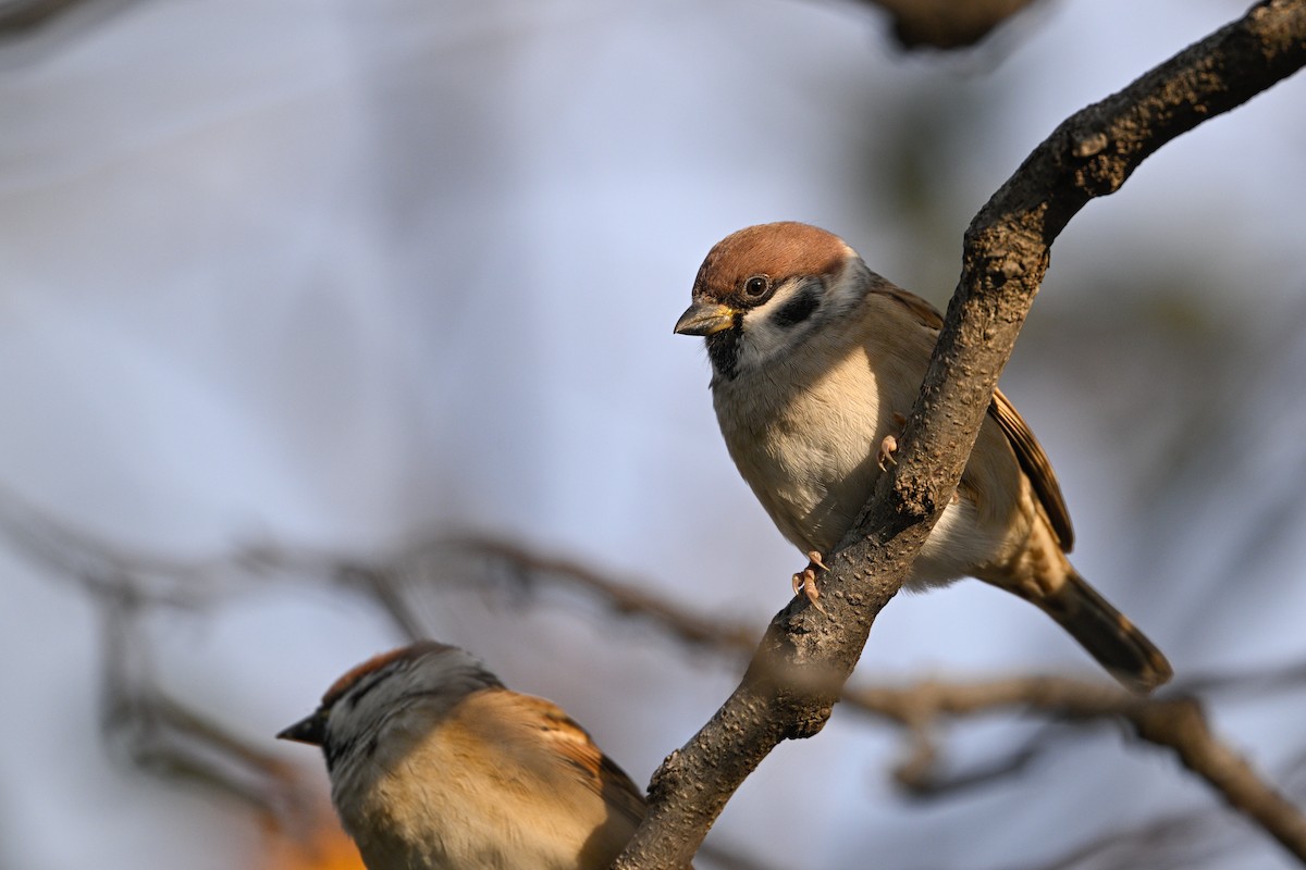 Gorrión Molinero - ML646343224