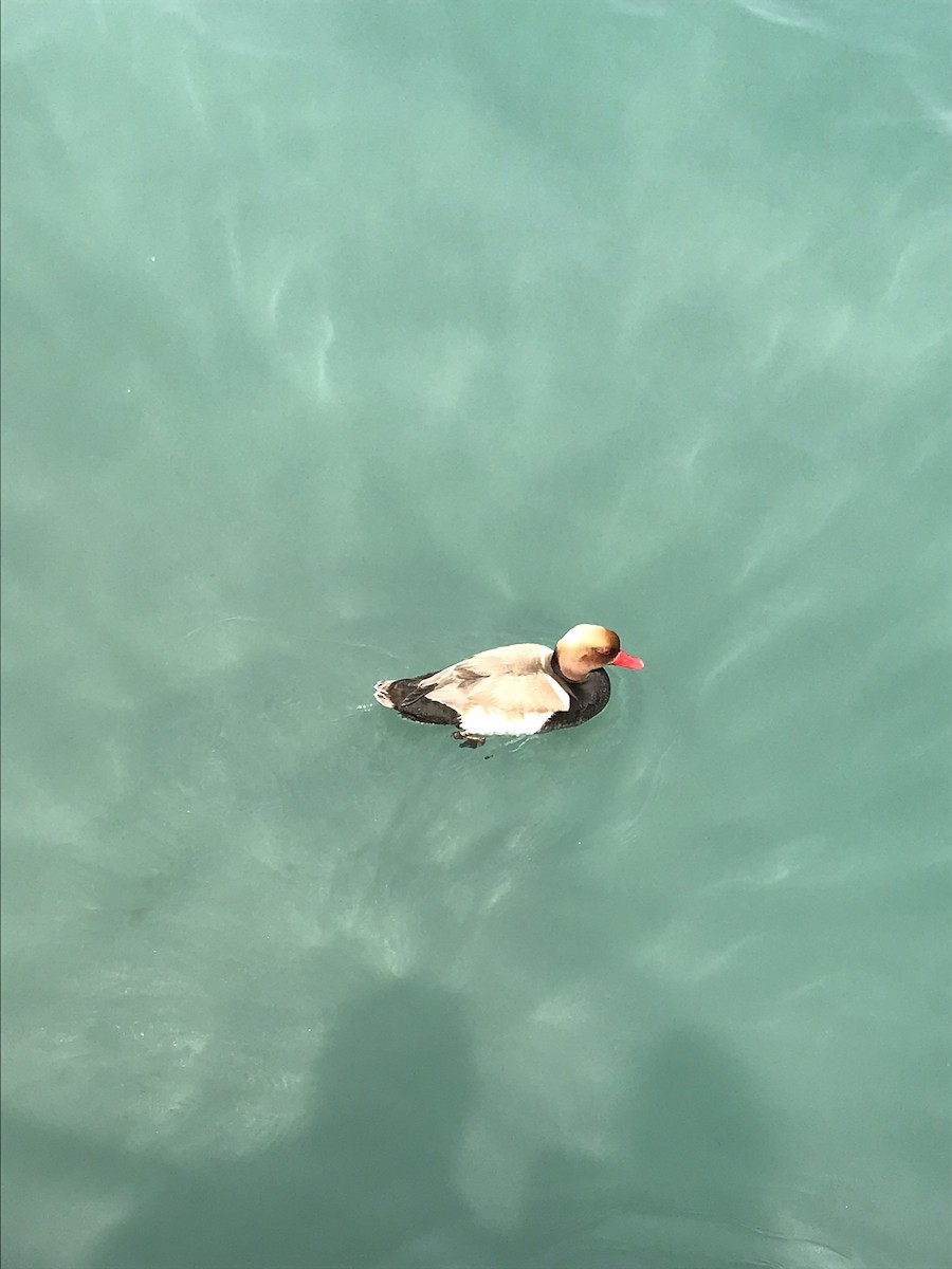 Red-crested Pochard - ML646343227